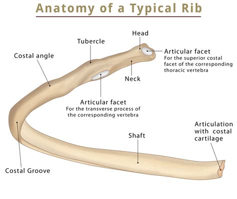 The Ribs: Location, Anatomy, Functions, & Labeled Diagram.